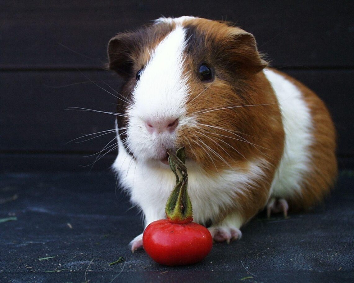 What Do Guinea Pigs Need In Their Cage