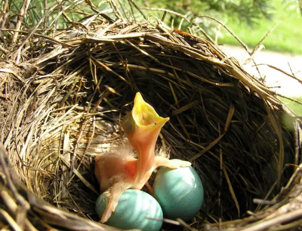 How Long Do Baby Robins Stay In The Nest