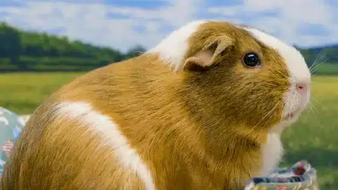 How Big Is A Guinea Pigs Brain