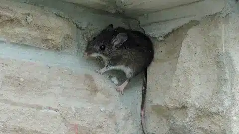 How Far Do Rats Travel From Their Nest