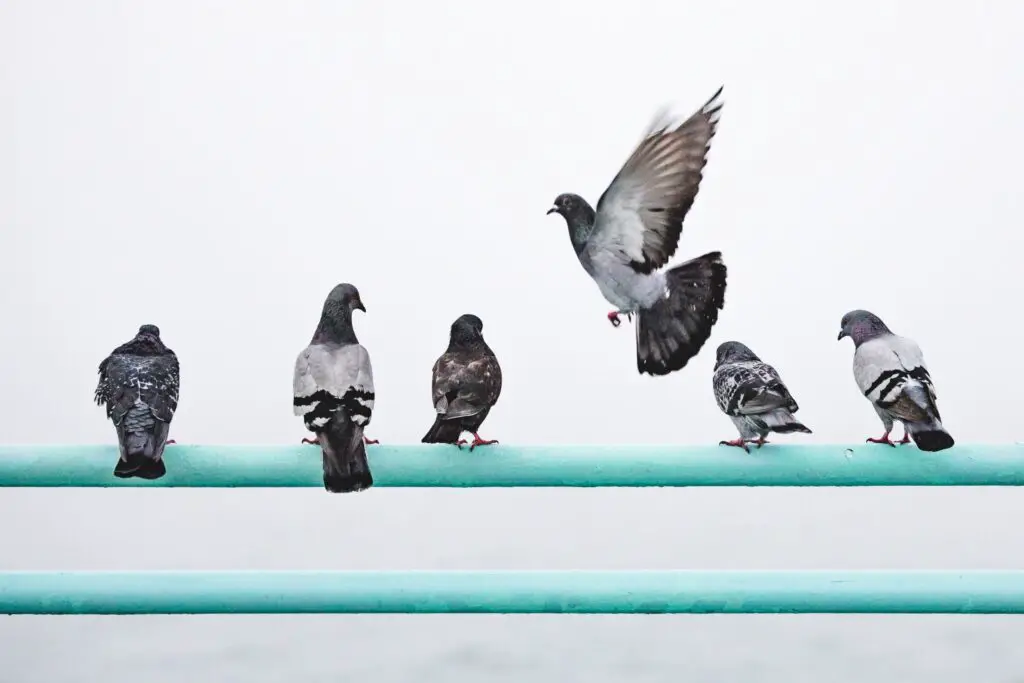 How Fast Do Pigeons Fly
