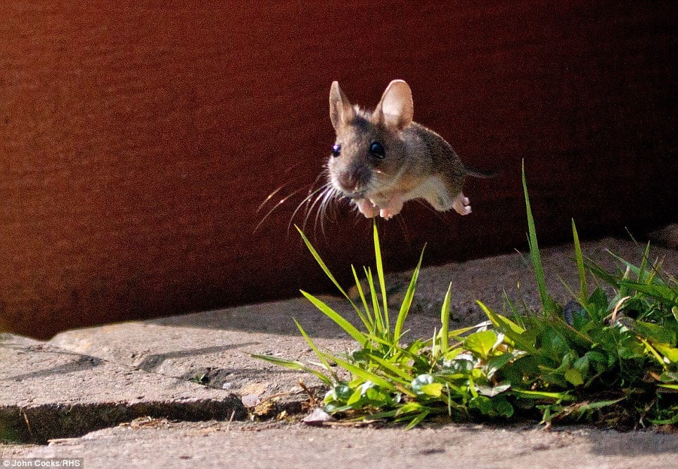 How High Can A Rat Jump Teeny Tiny Tails