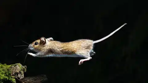 How High Can A Rat Jump