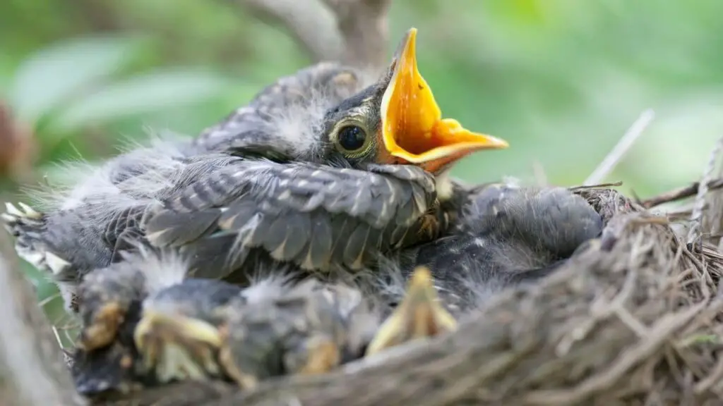 When Do Baby Robins Leave The Nest