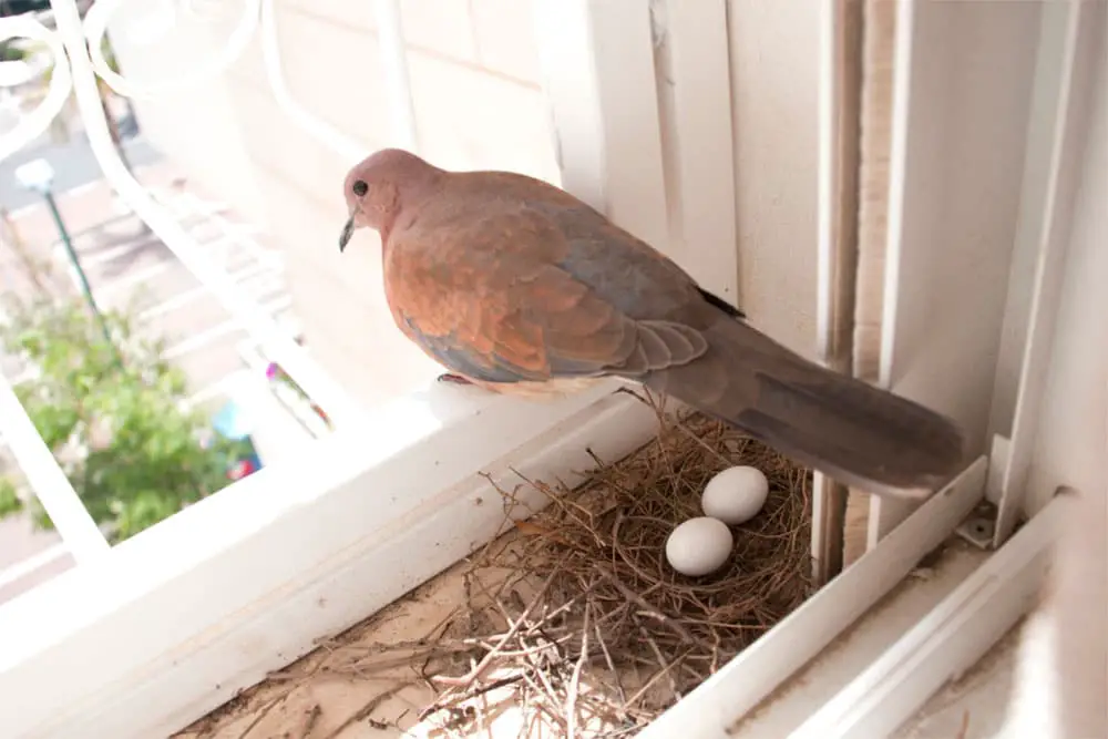 How Long Do Pigeon Eggs Take To Hatch
