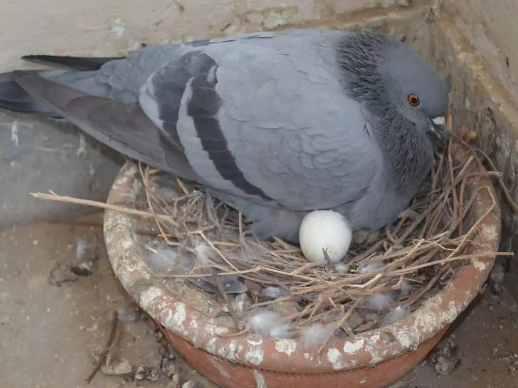 How Long Do Pigeons Nest For