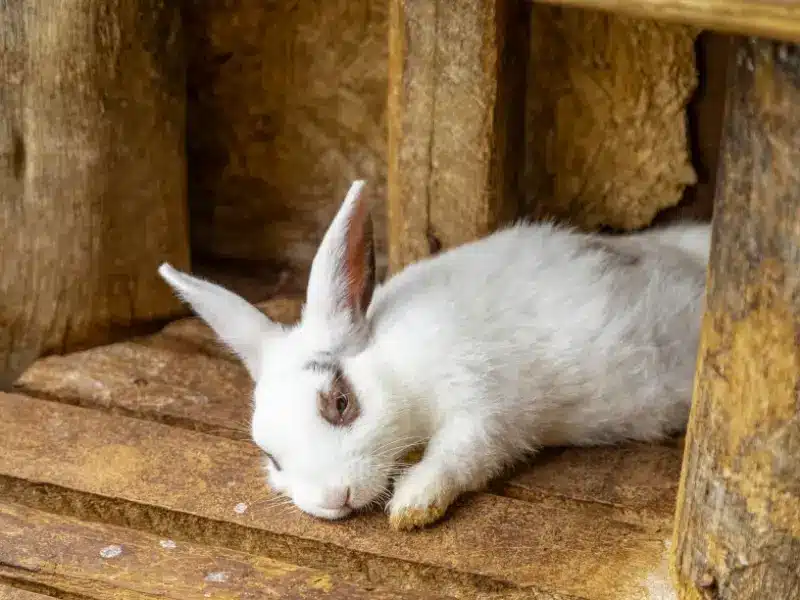How Long Does Rabbit Sleep