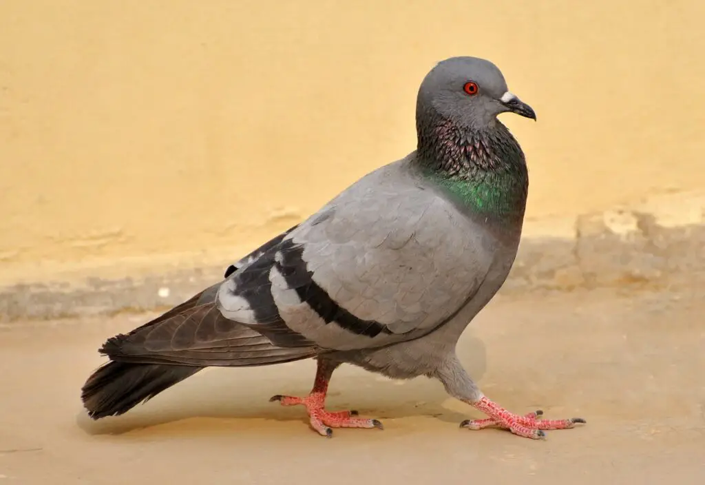 How Long Does A Pigeon Live

