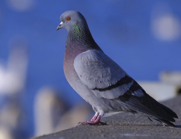 How Long Does A Pigeon Live