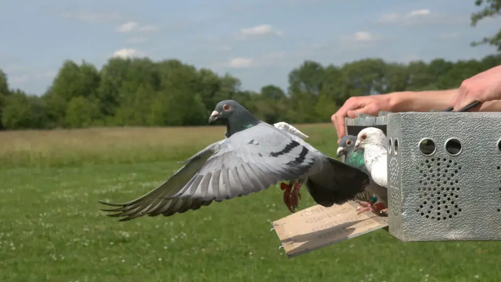 How Much Weight Can A Pigeon Carry