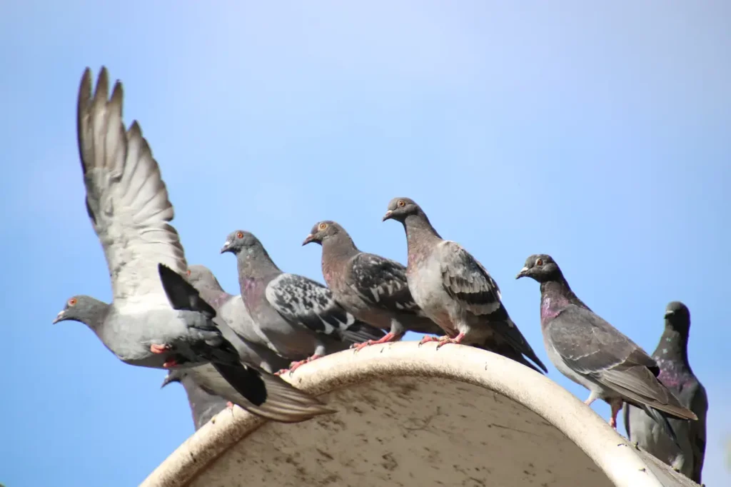 How To Attract Pigeons