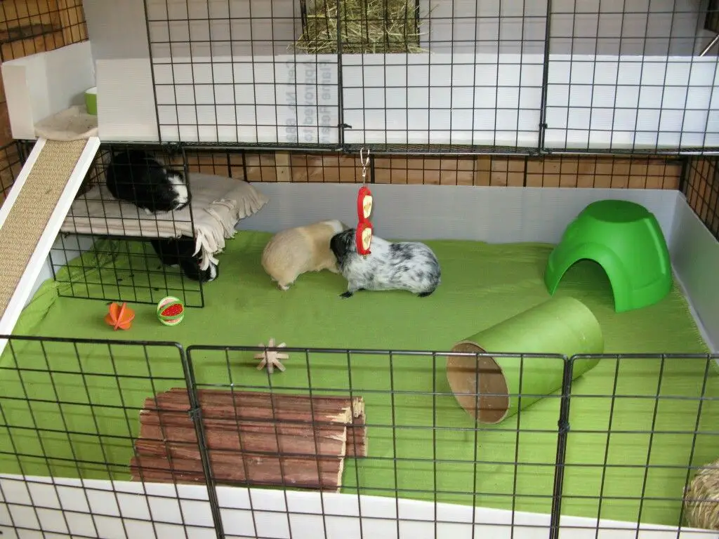 How To Build A Cage For Guinea Pigs