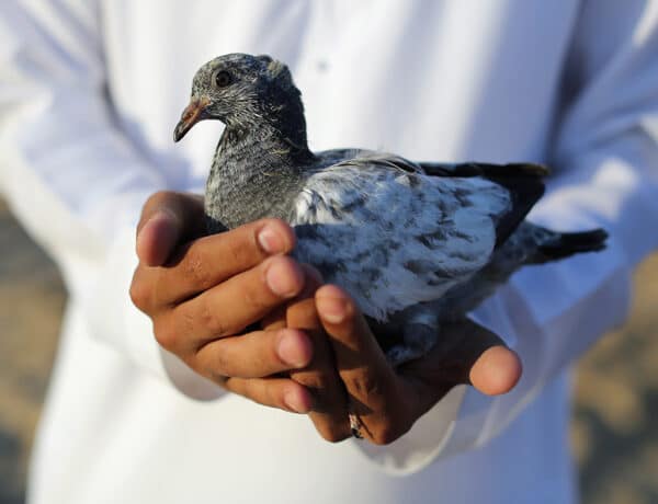How To Care For A Pigeon