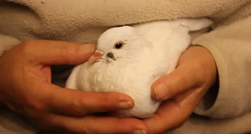 How To Care For A Pigeon