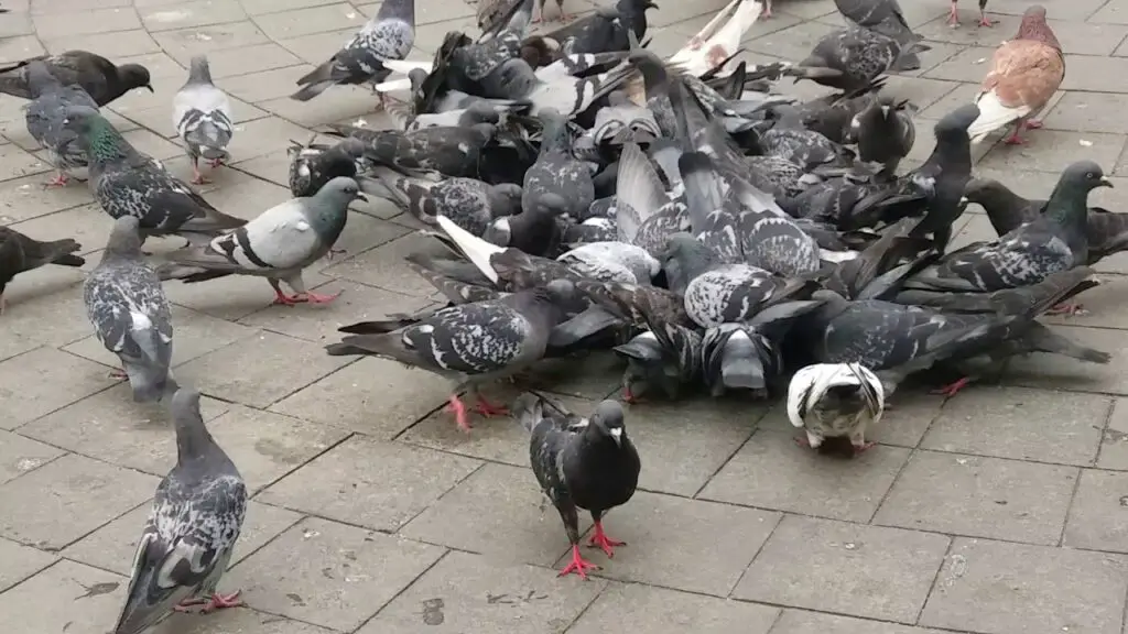 How To Get Rid Of Pigeons Naturally