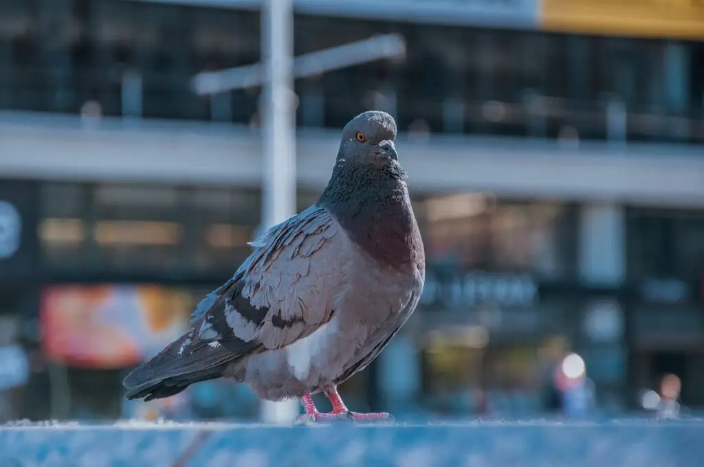 How To Get Rid Of Pigeons Naturally
