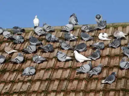 How To Get Rid Of Pigeons Naturally
