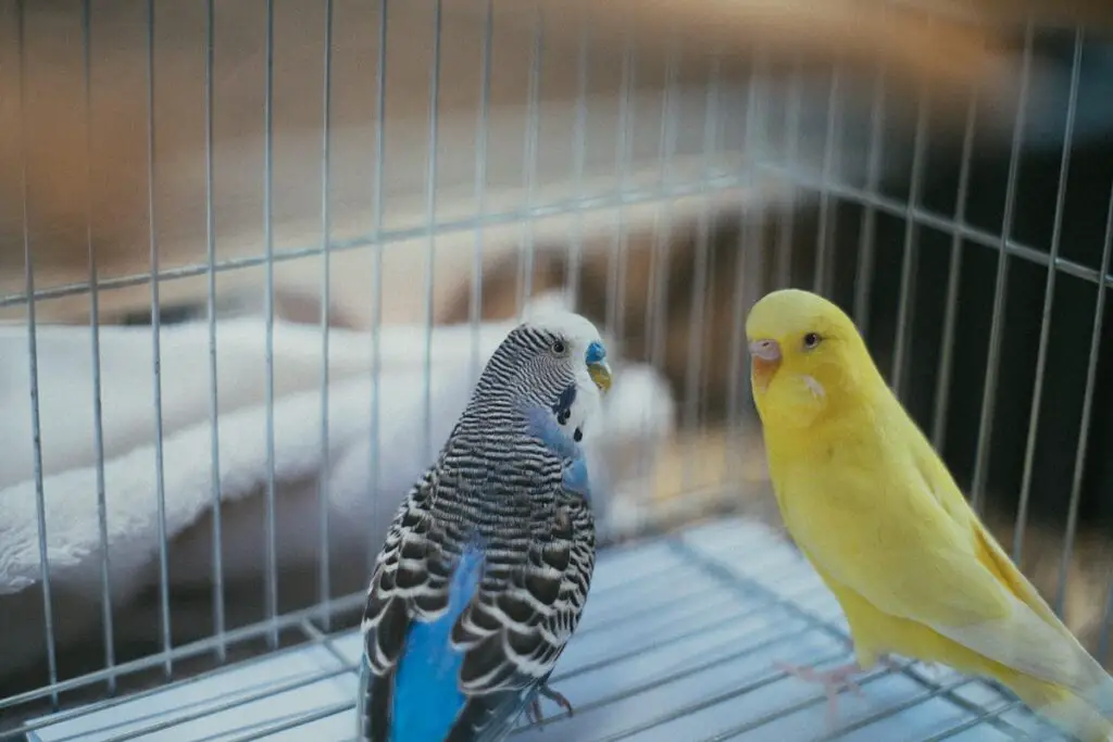 How To Tell If A Parakeet Is Male Or Female 