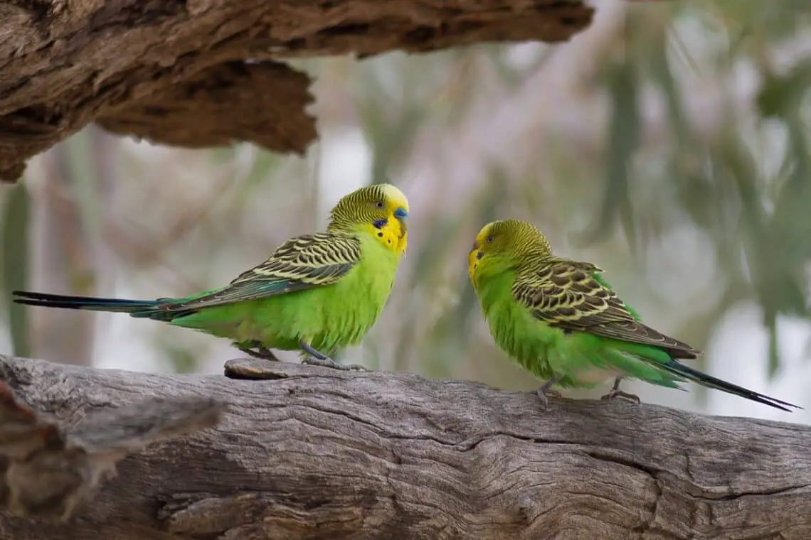 How To Tell If A Parakeet Is Male Or Female