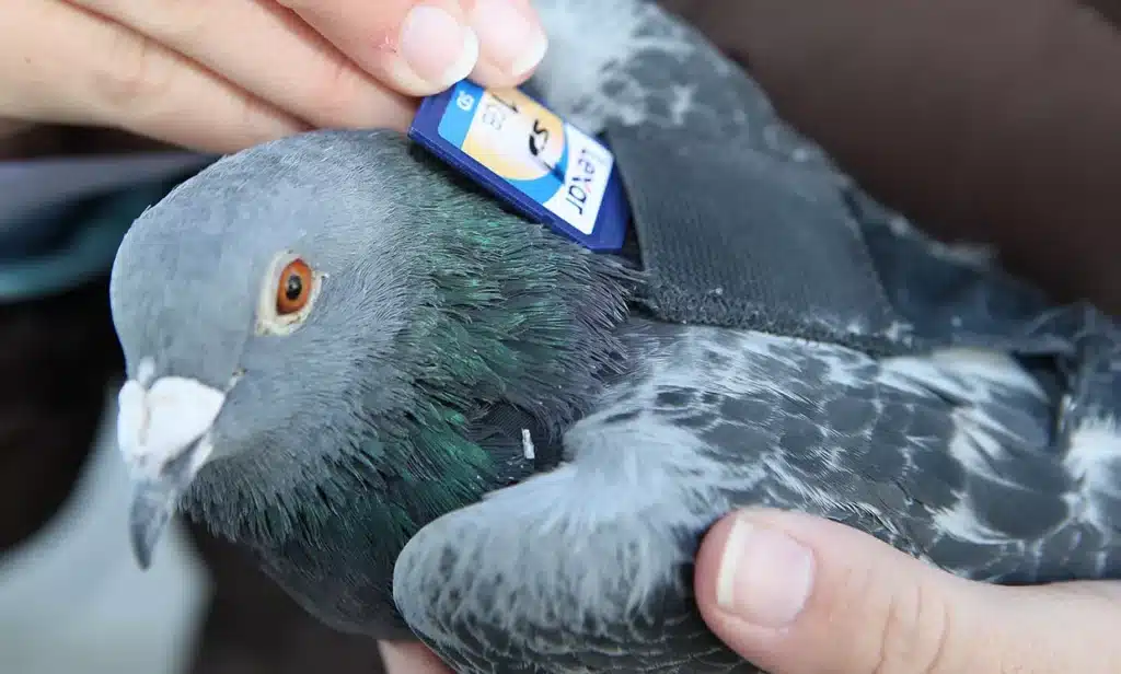 How To Train Carrier Pigeons