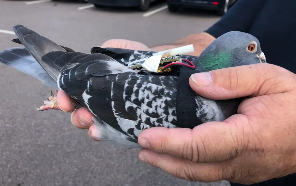 How To Train Carrier Pigeons