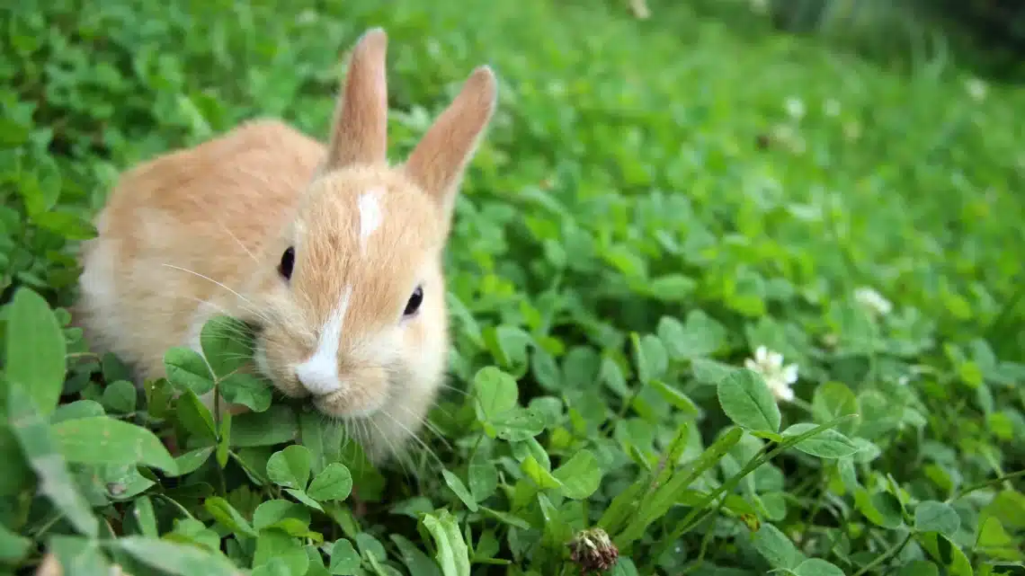 How To Protect Plants From Rabbits