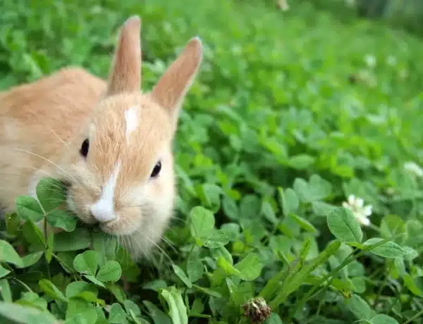 How To Protect Plants From Rabbits