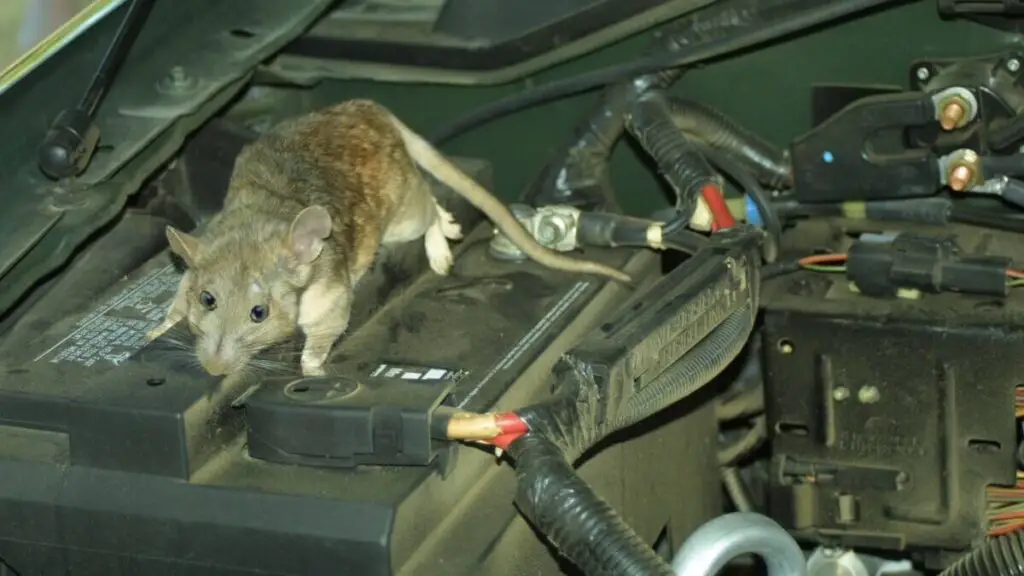 How To Prevent Rats From Eating Car Wires