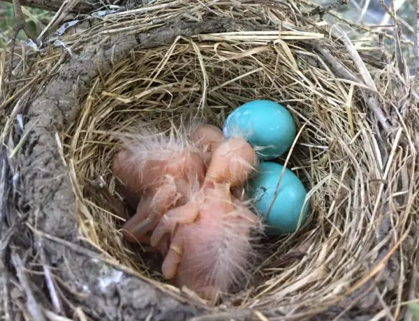 How Long Does It Take To Hatch Robin Eggs