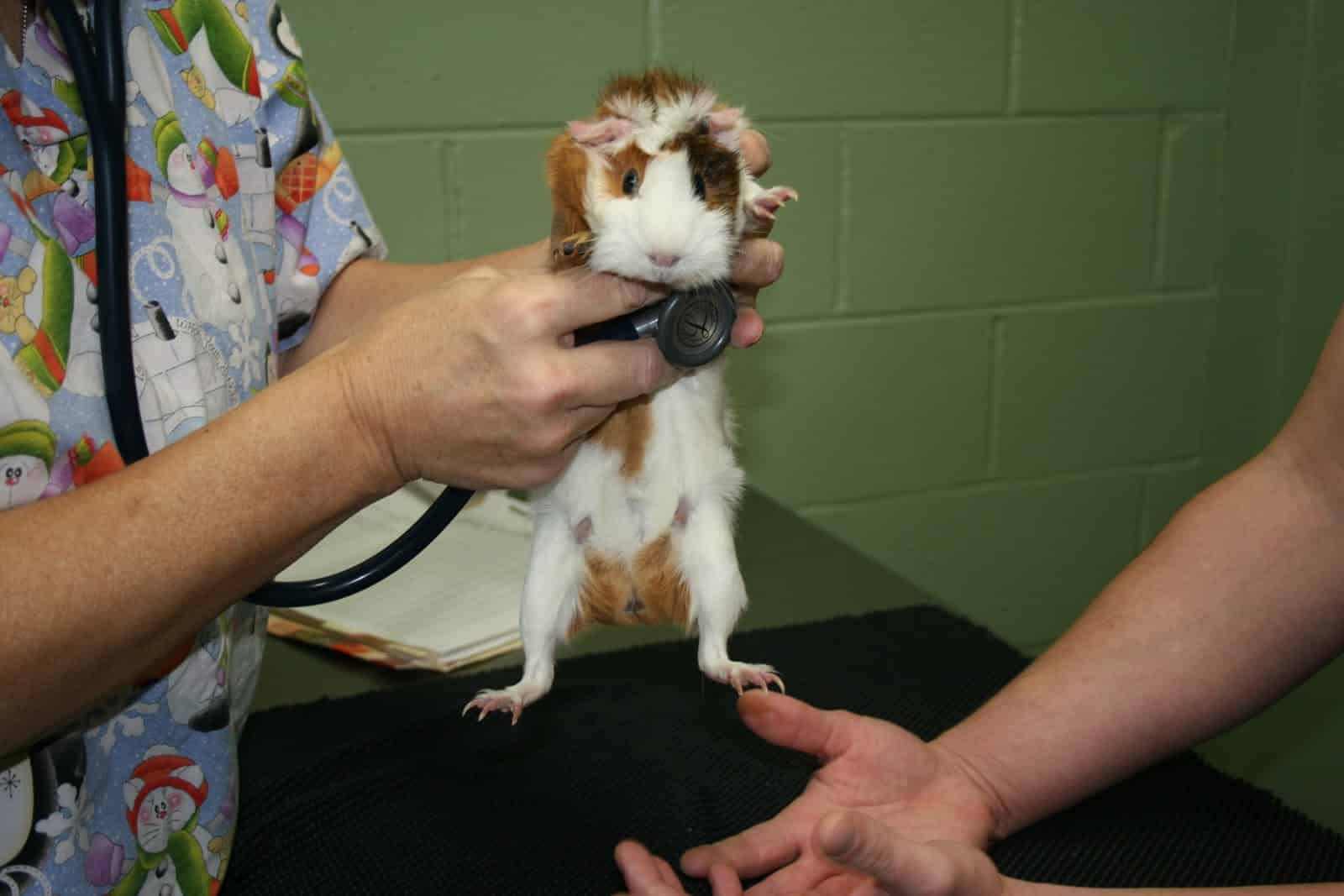 What Is The Lowest Temperature For Guinea Pigs