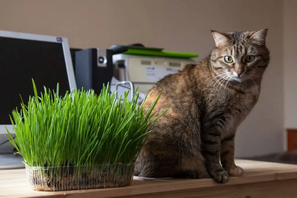 Is Cat Grass Good For Cats