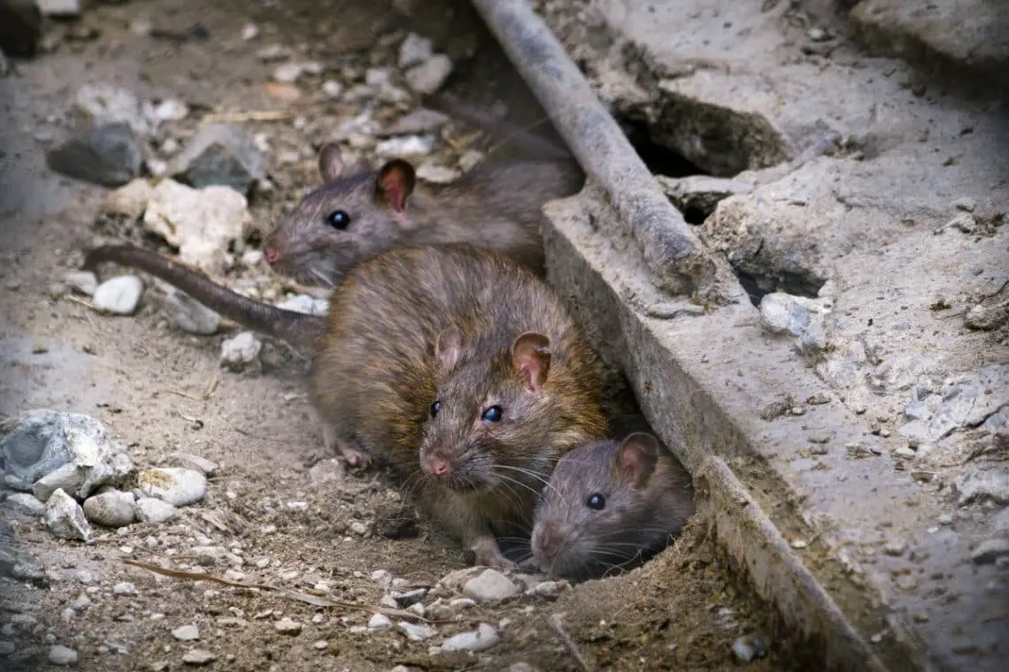 How To Get Rid Of Rats In Yard
