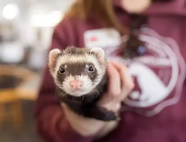 Do Ferrets Get Along With Dogs