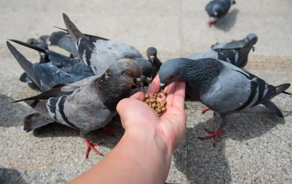 What To Feed To Pigeons