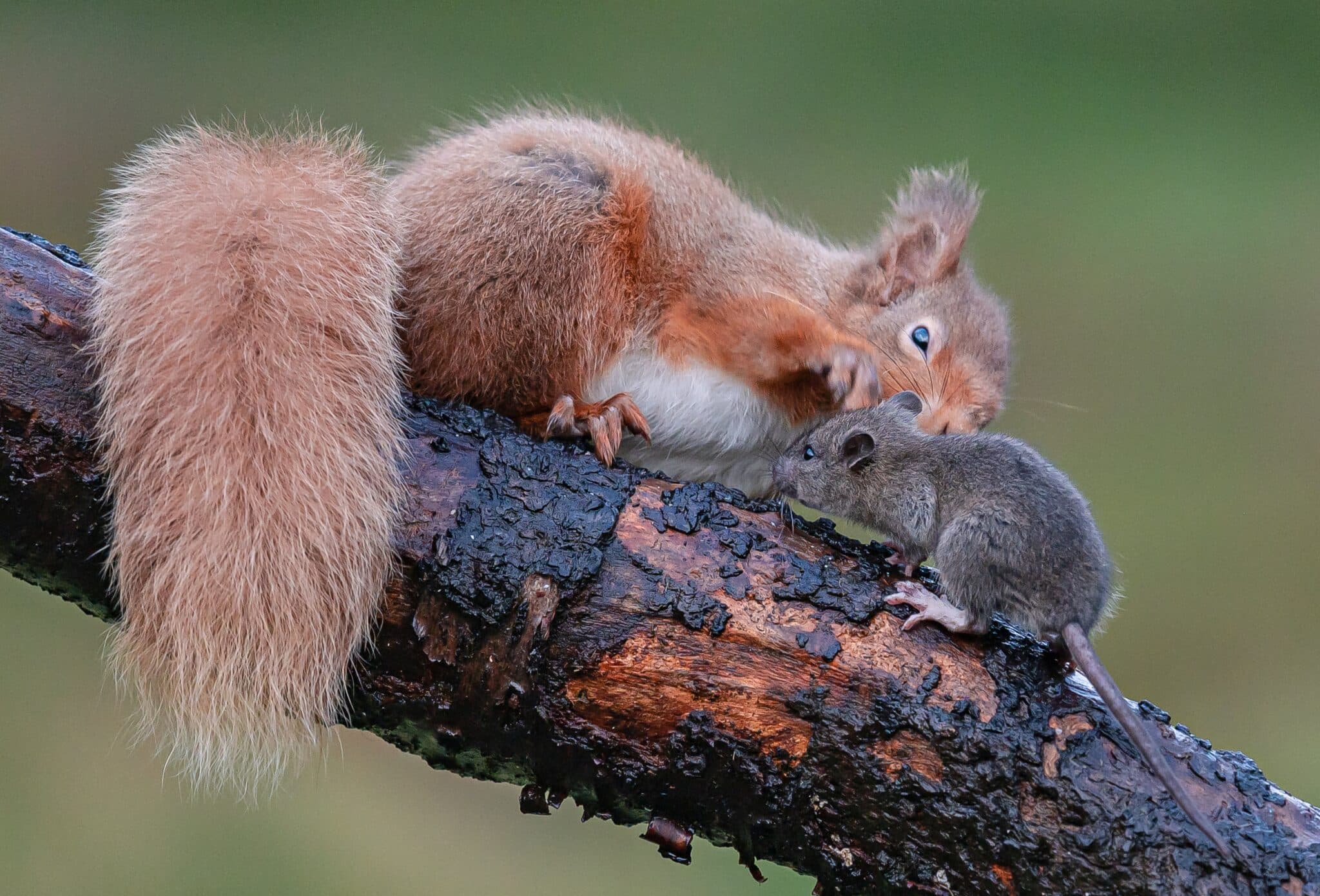 Are Squirrels And Rats Related