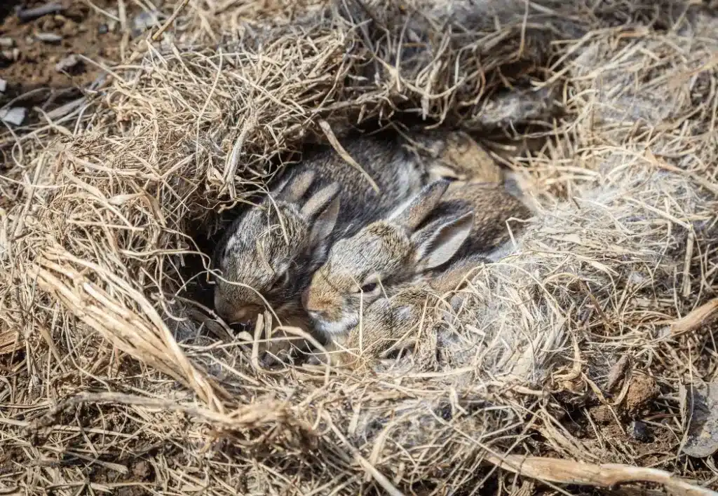 How To Find A Rabbit Nest