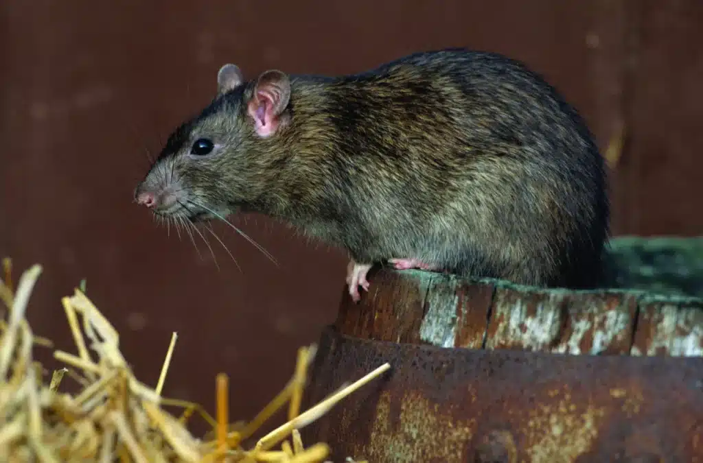 Why Do Rats Suddenly Disappear