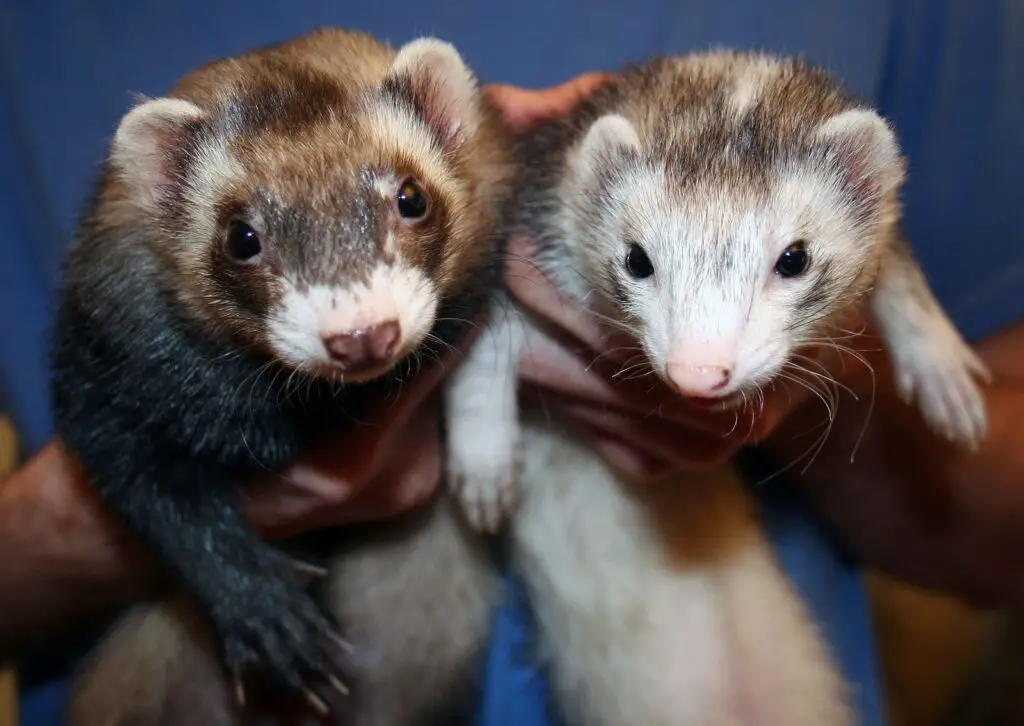 What Are Male Ferrets Called