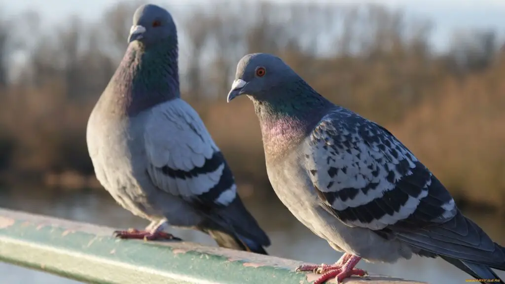 Are Pigeons Endangered