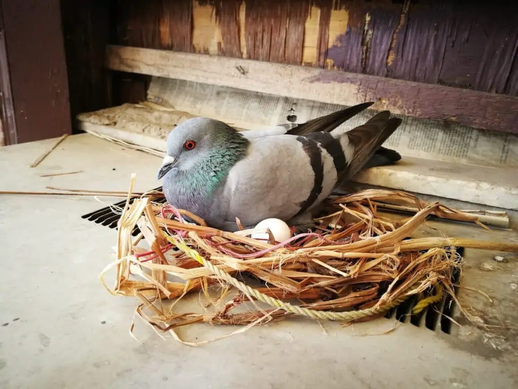 How To Keep Pigeons Off Porch