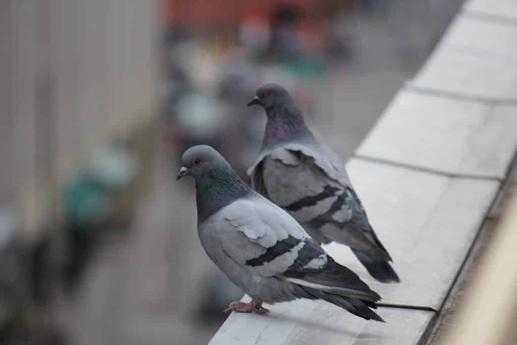 Are Pigeons Mammals