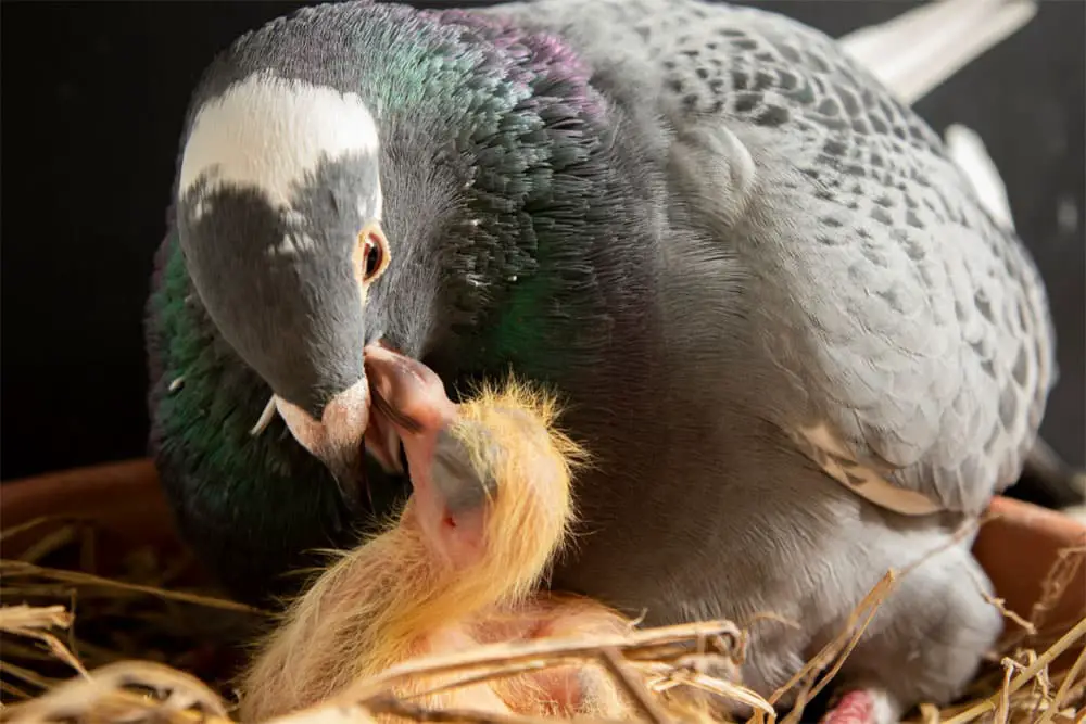 What Do Baby Pigeons Eat