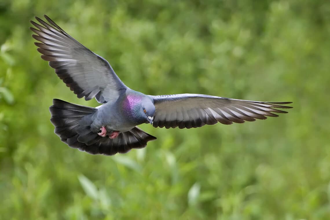 Can Pouter Pigeons Fly
