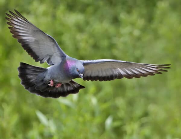 How Far Can Homing Pigeons Fly