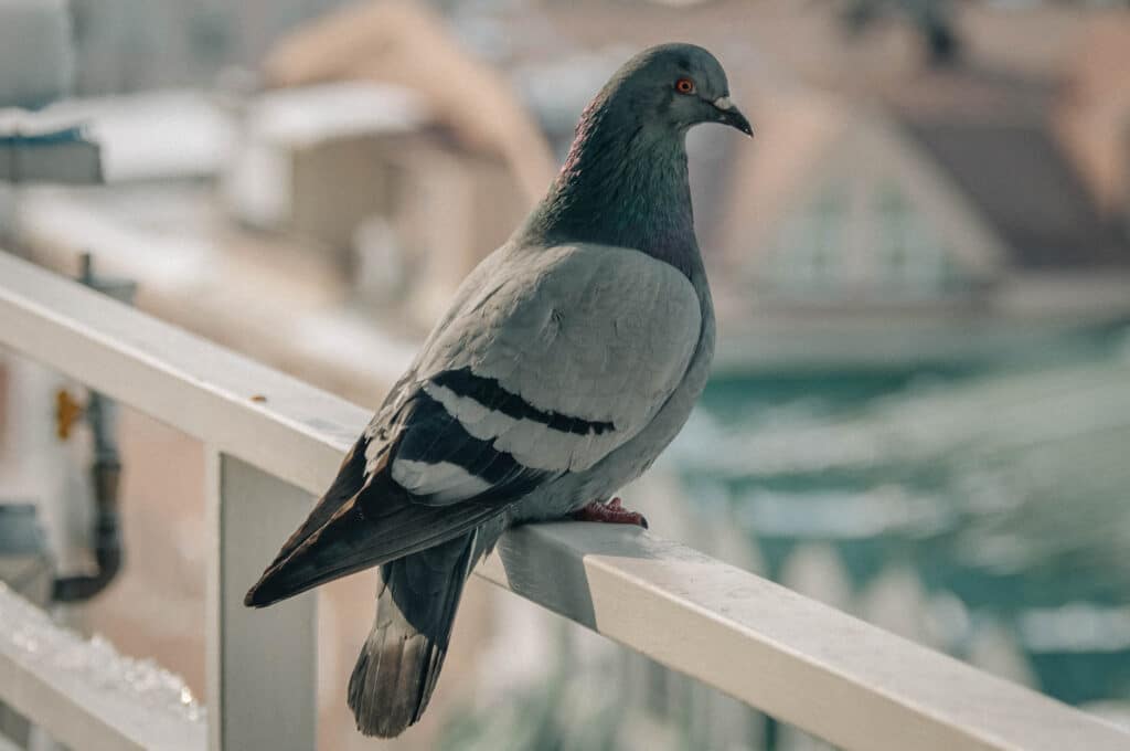 Are Pigeons Smarter Than Crows