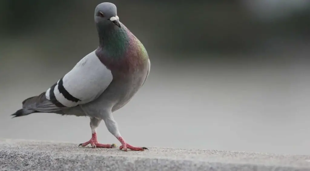 What Does Pigeon Pose Stretch