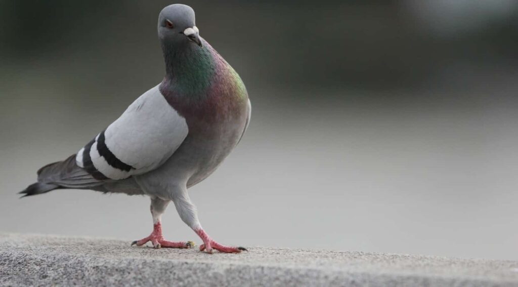 How To Make Pigeon Stay Away