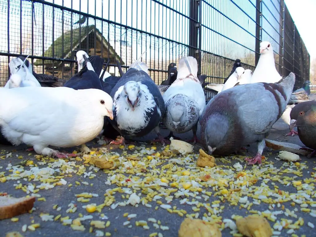 What Do Pigeons Like To Eat