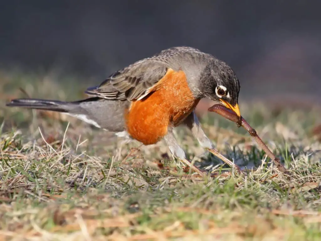 What's The Difference Between A Male And Female Robin