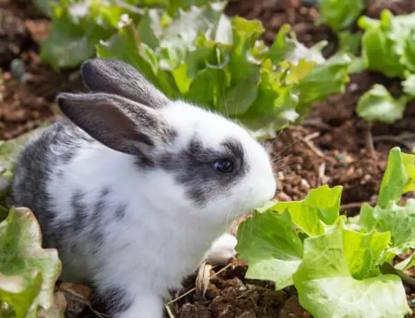 What To Plant To Keep Rabbits Away